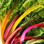 Chard is highly nutritious and should be a popular addition to your healthy January diet