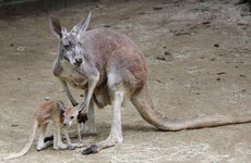 Teenager discussed putting explosives on a kangaroo, painting IS symbol on it and setting it loose on police