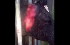 “I got quite a shock because there was blood all over the cattle pen” – vet warning after vicious dog-attack