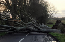 Storm Gertrude rips down trees at Game of Thrones' Dark Hedges