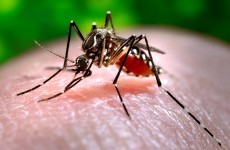 Hope for medical breakthrough with 'effective' malaria vaccine
