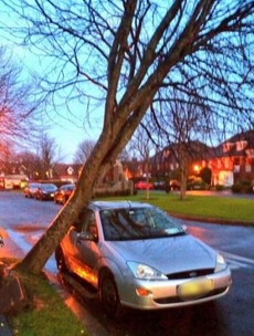 The wind ripped up a tree in Dublin last night... and dumped it on a car