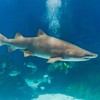 A shark swallowed another shark in an aquarium