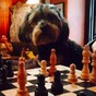 Some of Dublin's 'dog friendly' pubs are reviewing their policy
