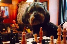 Some of Dublin's 'dog friendly' pubs are reviewing their policy
