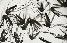 WHO declares Zika virus an international emergency