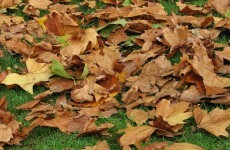 WATCH: Nationwide photographs of an Irish autumn