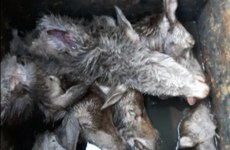 Outrage as severed heads of deer found in Killarney bin