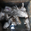 Outrage as severed heads of deer found in Killarney bin