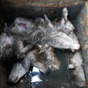 Outrage as severed heads of deer found in Killarney bin