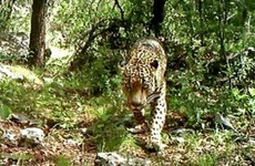 The only wild jaguar in the United States has been caught on camera