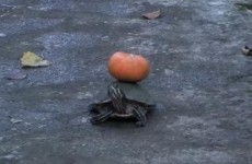 Walking in a... pumpkin... wonderland