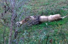 Police shoot dozens of lions and tigers in Ohio