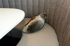 Starving sea lion rescued after it ends up in high-end restaurant booth