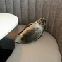 Starving sea lion rescued after it ends up in high-end restaurant booth