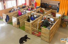 This office is the most dog-friendly workplace that's ever existed