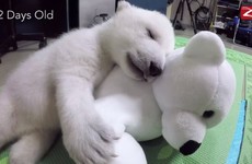 This zoo filmed a polar bear cub as she grew up and it's just the best
