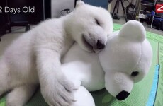 This zoo filmed a polar bear cub as she grew up and it's just the best