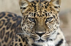 Leopard mauls six people after sneaking into Indian school