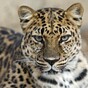 Leopard mauls six people after sneaking into Indian school