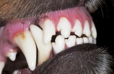 'He was screaming and there was blood everywhere' - garda awarded €200,000 after pit bull attack