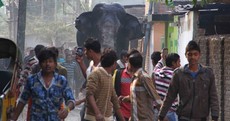 In photos: Wild elephant goes on rampage in Indian town