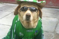 19 times Irish dogs were the coolest