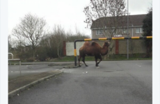 There was a camel just strolling around Limerick today for... reasons