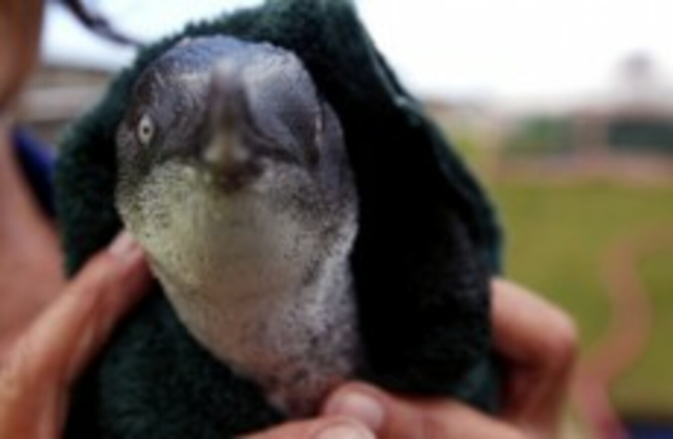 Ppppick up a... penguin jumper? · The Daily Edge