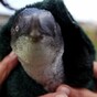 P-p-p-pick up a... penguin jumper?