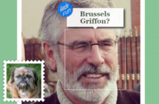8 Irish celebrities with their dog equivalents