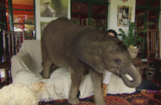 A woman rescued this baby elephant, and now he won't let her out of his sight