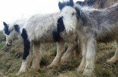 Ponies rescued after becoming stranded on Waterford cliff
