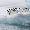 An iceberg twice the size of Limerick city has killed 150,000 penguins