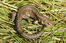 These lizards are roaming free in the Irish countryside