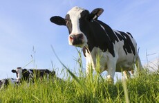 Cows wiped out by lead poisoning at Dairygold-supplying farm