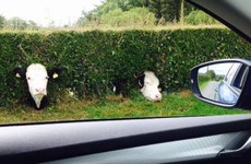 14 of the most Monaghan things that have ever happened