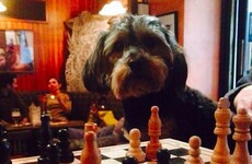 Dublin pub MVP is allowing dogs back on the premises as of today