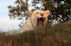 Wildlife park worker mauled to death by lioness