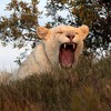 Wildlife park worker mauled to death by lioness