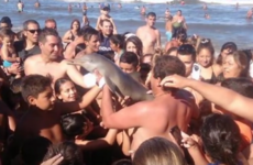 Dolphin dies after being passed around for selfies