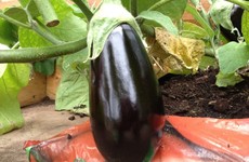 Aubergines are a tropical plant, but you can still grow them in Ireland