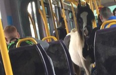 11 things that could only happen on the Luas