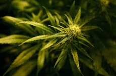 Man who pleaded guilty to drugs crime says seized money was from football bets