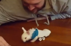 This tiny rabbit and its wheelchair is melting the internet's heart