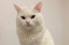 This refugee cat who got lost while fleeing Iraq has been reunited with his family