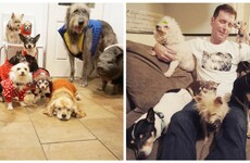 This guy with nine elderly rescue dogs and a pig is the best thing on Instagram
