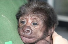 VIDEO: Baby gorilla born after a rare C-section