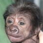 VIDEO: Baby gorilla born after a rare C-section