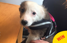Dublin's very first dog cafe has just opened its doors